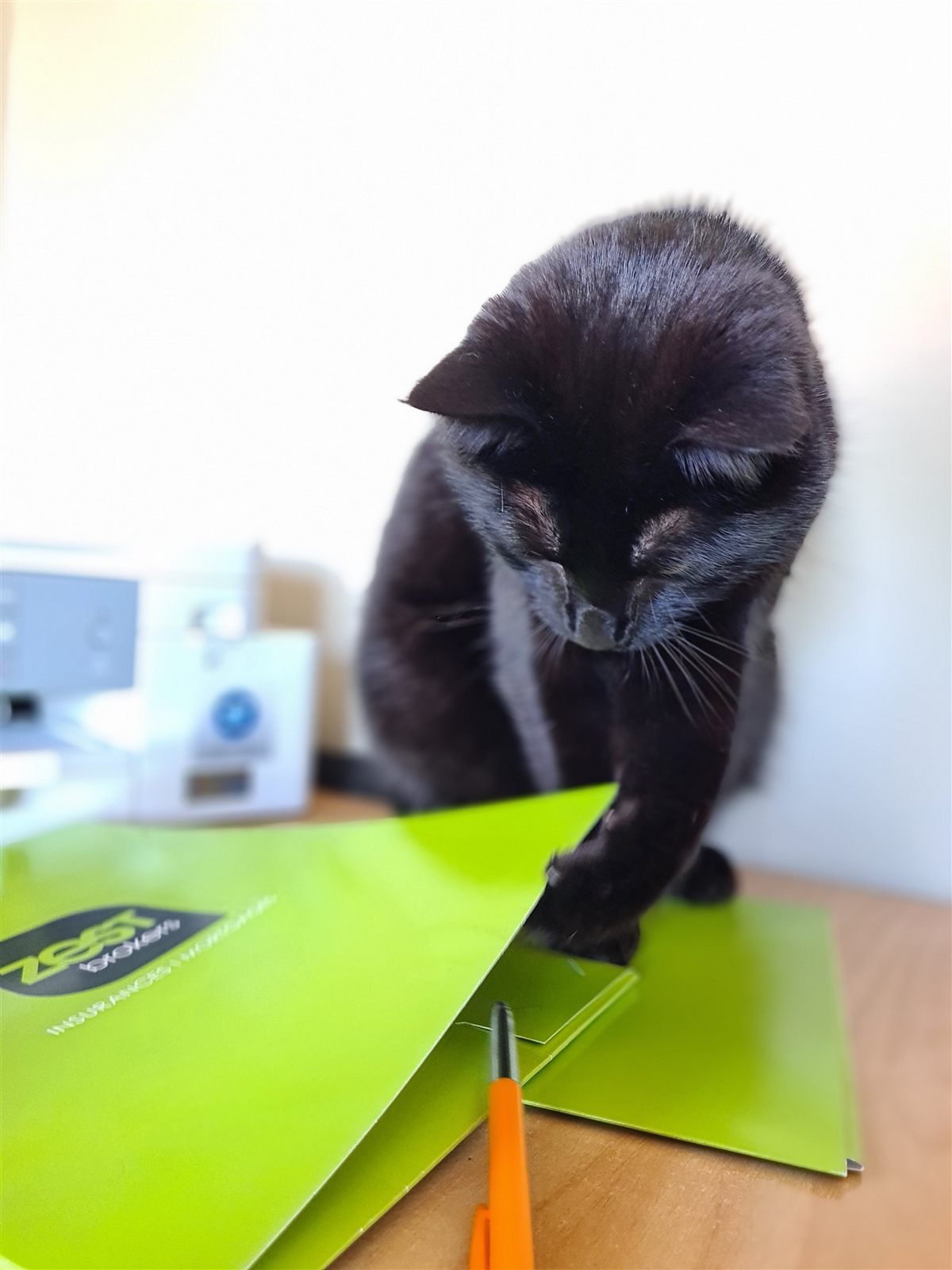 Dave, Tui's cat