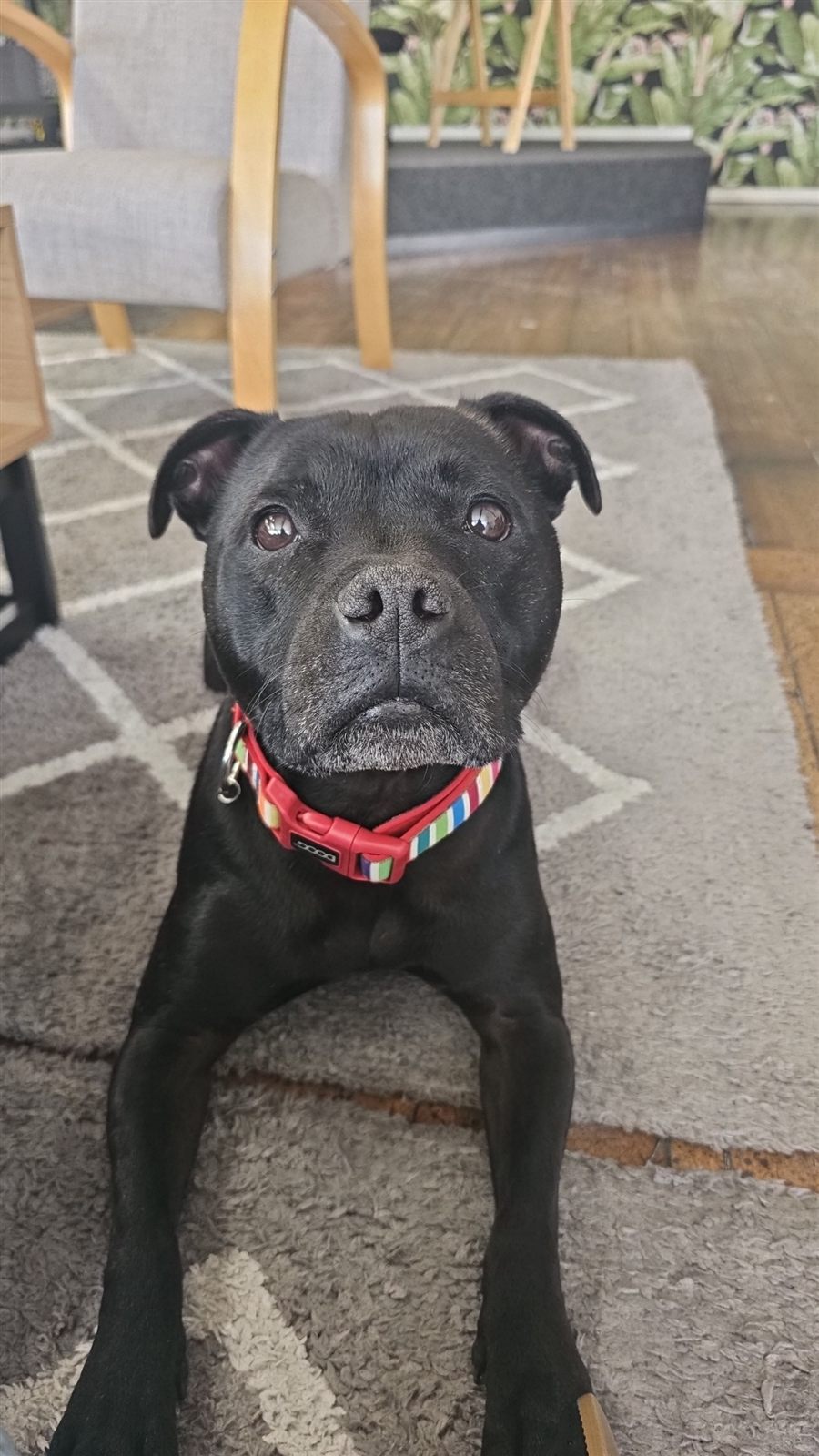 Oscar, Tui's dog