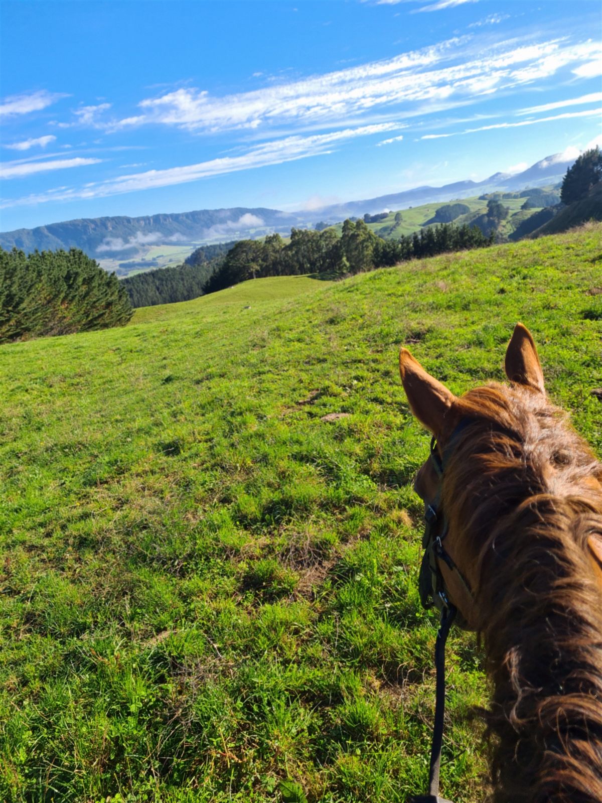Wag, Tui's retired racehorse